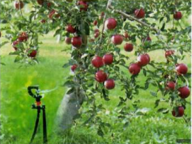 溫室大棚水肥一體化